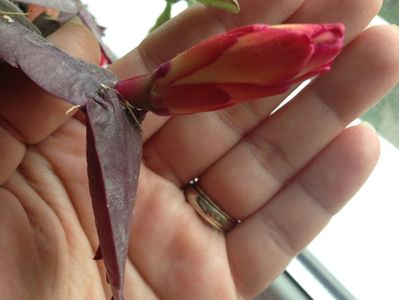 Craciunita sau Schlumbergera