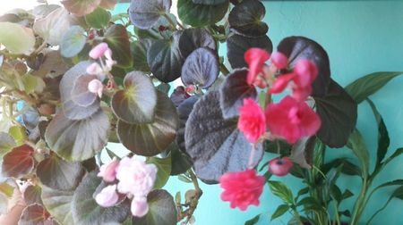 Begonia Semperflorens