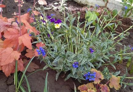 Pulmonaria longifolia EB Anderson