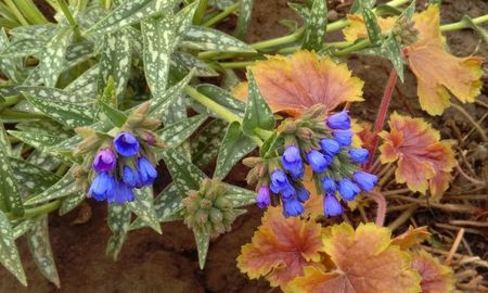 Pulmonaria longifolia EB Anderson +heuchera delta dawn