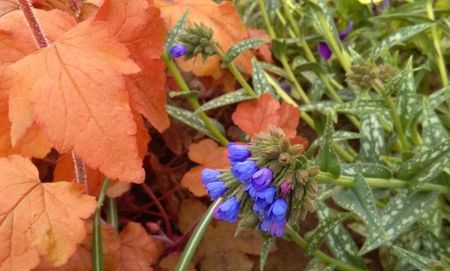 Pulmonaria longifolia EB Anderson +heucherella redstone falls