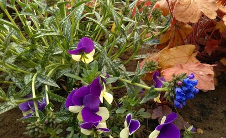 Pulmonaria longifolia EB Anderson