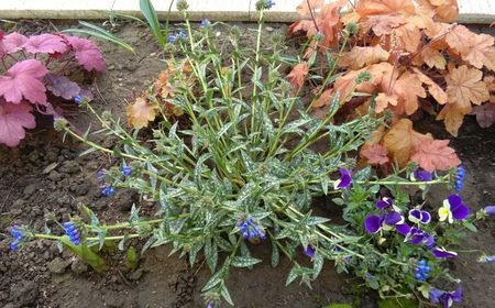 Pulmonaria longifolia EB Anderson