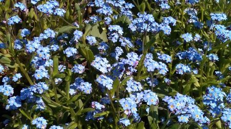 Floarea de Nu-ma-uita - Myosotis