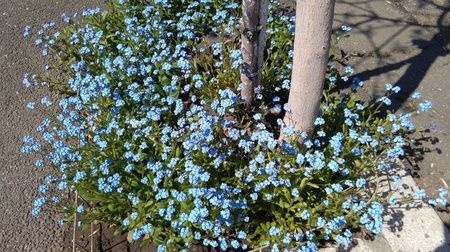 Floarea de Nu-ma-uita - Myosotis