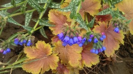 Pulmonaria longifolia EB Anderson +heuchera delta dawn