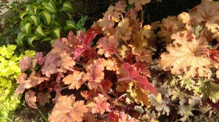 heuchera ginger peach