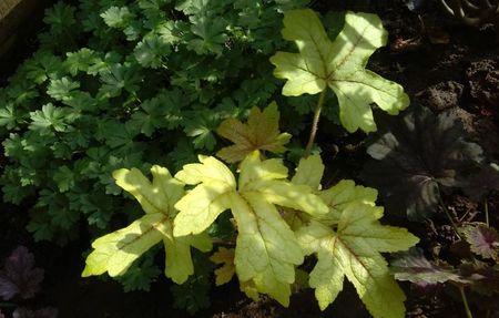 heucherella_Alabama_Sunrise