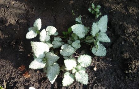 Lamium maculatum Beacon Silver