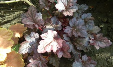 heuchera plum pudding