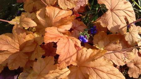 heucherella redstone falls