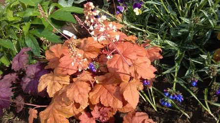 heucherella redstone falls