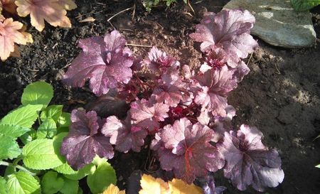 Heuchera ’Midnight Rose’