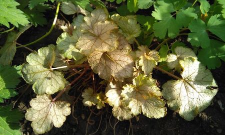 heuchera cracking ice