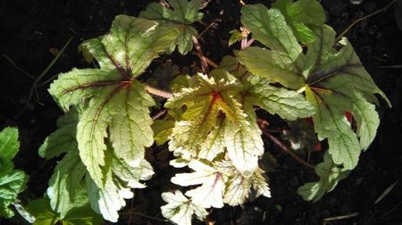 heucherella kimono