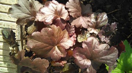 heuchera obsidian