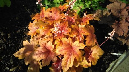 heucherella brass lantern