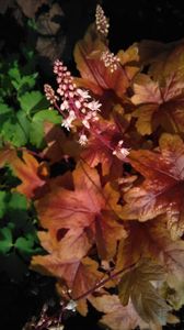 heucherella brass lantern