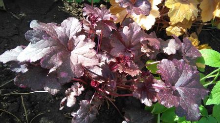 Heuchera ’Midnight Rose’