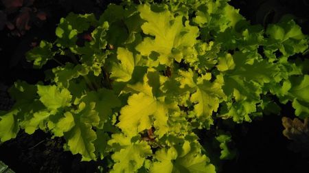 heuchera lime marmelade