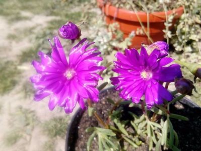 Lampranthus prefere mult soare si chiar arsita