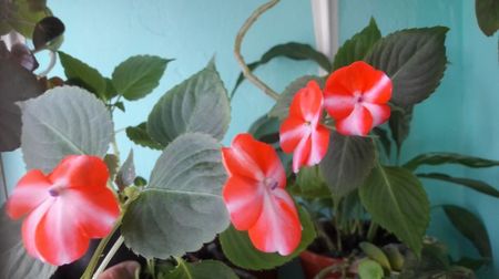 Impatiens Valeriana (Sporul casei)