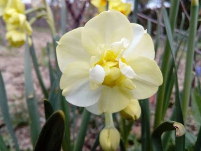 Yellow&White  cheerfullness parfumate