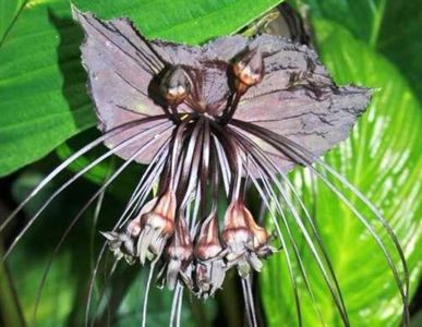 Tacca Chantrieri - Floarea Liliac -seminte; Tacca chantrieri- floare de interior (floarea se aseamana cu un  liliac)- 1 saminta - 3 RON
