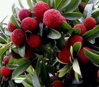 Myrica rubra seminte de arbust fructifer; Myrica rubra (-10 grade) - 1 saminta - 5 RON
