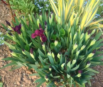 Iris pumila si variegat