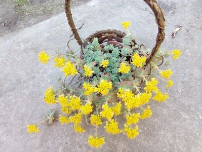 Sedum spurium, cu flori galbene, interior