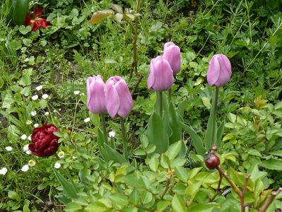 Alibi tulips si Oncle Tom