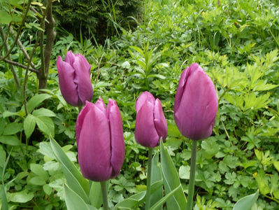 Purplle Prince