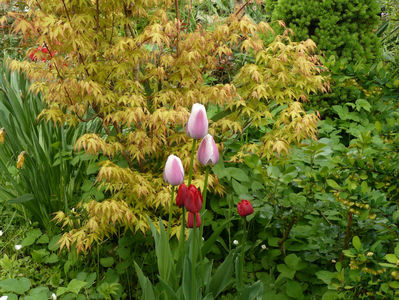 Acer Katsura