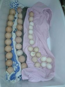 10 oua de brahma Potarnichiu  pe negru, 10 oua de brahma columbia pe negru , 15+2 bonus cochin pitic