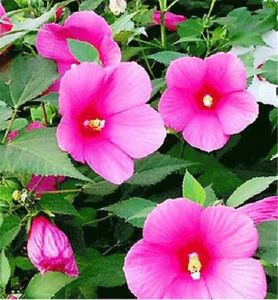 Hibiscus Moscheutos roz (de gradina); Hibiscus Moscheutos roz (de gradina) - 1 seminta - 3 RON
