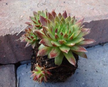 Sempervivum seminte cactus; Sempervivum cactus - 10 seminte - 3 RON
