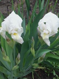 iris alb; Iris alb
