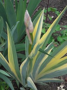 iris variegat; iris variegat
