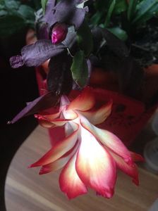 Craciunita sau Schlumbergera