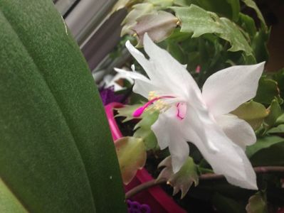 Craciunita sau Schlumbergera