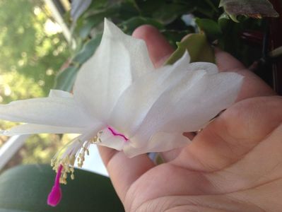 Craciunita sau Schlumbergera