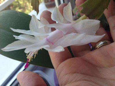 Craciunita sau Schlumbergera