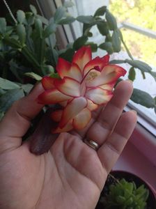 Craciunita sau Schlumbergera