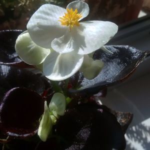 Begonia alba, le ador!