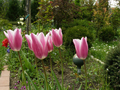 Akita tulips