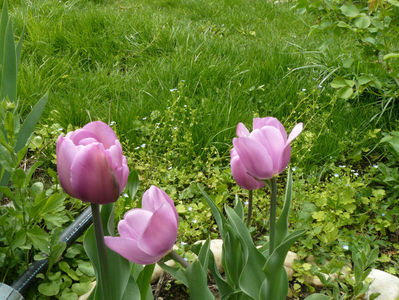 Alibi tulips