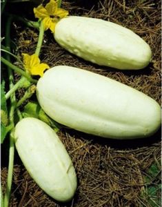 Castravete alb seminte; Castravete alb - 5 seminte - 4 RON
