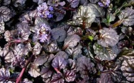 Ajuga reptans Black Scallop