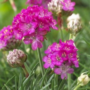 Armeria maritima Abbey Deep Ros